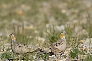 Tibetan Sandgrouse - female (on L), male and chick. Tso Kar basin Ladakh Changthang, J&K, India