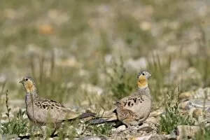 Images Dated 20th August 2005: Tibetan Sandgrouse - female (on L), male and chick. Tso Kar basin Ladakh Changthang, J&K, India