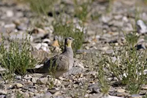 Tibetan Sandgrouse (female) Tso Kar basin Ladakh, India