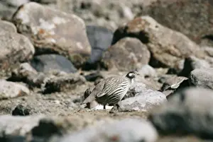 Tibetan Snowcock Nimaling, Ladakh, J&K, India