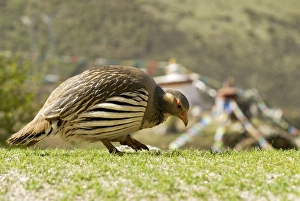 Images Dated 4th June 2006: Tibetan Snowcock - with prayer flags in the distance - Tibet