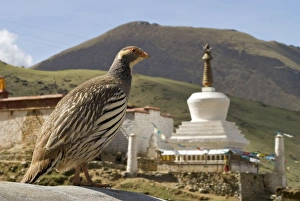 Images Dated 4th June 2006: Tibetan Snowcock with stuppa/chortan - China