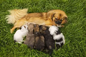 Litters Prints: Tibetan Spaniel - with five puppies suckling