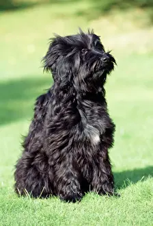 Tibetan Terrier Dog