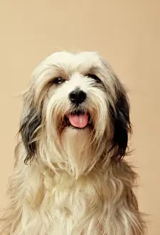 Hairstyles Prints: Tibetan Terrier Dog
