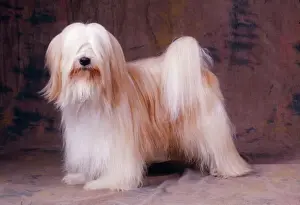 Fluffy Prints: Tibetan Terrier Dog