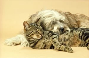 Images Dated 17th October 2011: Tibetan Terrier Dog & Tabby Cat