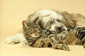 Tibetan Terrier Dog & Tabby Cat