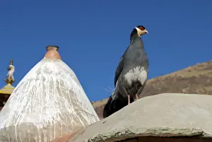 Roof Prints: Tibetan White eared Pheasent - Xiongse Monastery - Tibet