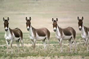 Horses Collection: Tibetan Wild Ass / Kiang - group of males - Tsokar Ladakh India
