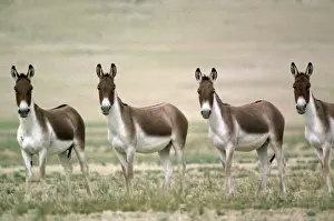 Horse Prints: Tibetan Wild Ass / Kiang - group of males - Tsokar Ladakh India