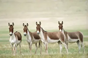 Asses Prints: Tibetan Wild Ass Ladakh India