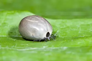 Tick Prints: Tick - engorged with blood - Lower Saxony - Germany