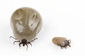 Tick Prints: Tick - showing engorged & normal state