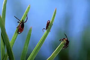 Grasses Prints: Tick - waiting for its prey at the top of a grass leaf