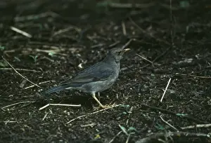 Tickell's Thrush India