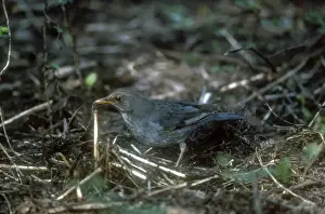 Tickell's Thrush November India