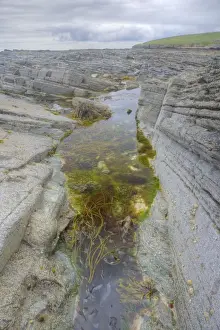 Rock Pool Prints: Tidepool at low tide - Brough Head - Orkney Mainland LA005316