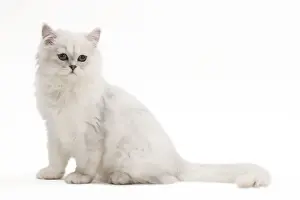 Tiffanie Cat - in studio