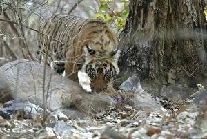 Images Dated 26th April 2005: Tiger - 10 month old cub on sambar kill