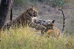 Images Dated 6th November 2010: Tiger - 2 year old cubs playing
