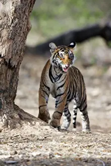 Tiger - 9 month-old cub smelling another tigers scent Ranthambhore National Park, Rajasthan, India