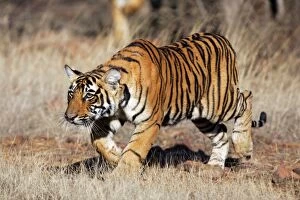 Tiger - 9 month-old cub stalking
