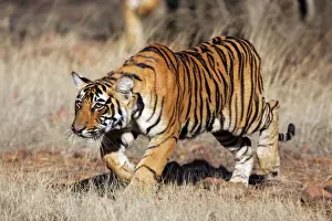 Tiger - 9 month-old cub stalking Ranthambhore National Park, Rajasthan, India