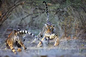 Tiger - Two 9 month-old cubs playing Ranthambhore National Park, Rajasthan, India