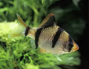 Freshwater Prints: Tiger Barb Fish