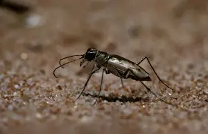 Tiger beetle