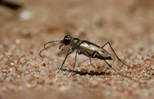 Tiger Beetle Fauve Island, Western Australia HRD01761