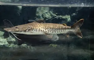 Catfish Prints: Tiger Catfish South America