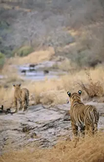 Anticipation Prints: Tiger CB 62 Tigers stalking prey Panthera tigris © Chris Brunskill / ARDEA LONDON
