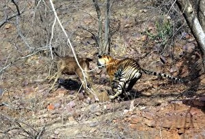 Images Dated 29th May 2006: Tiger - Chasing Sambar (Cervus unicolor) Ranthambhore NP, Rajasthan, India