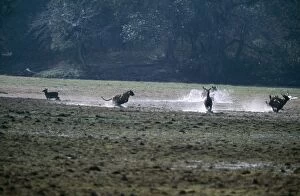 Images Dated 23rd June 2004: Tiger Chasing Sambar, Ranthambhore NP, India