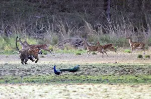Watching Prints: Tiger - Chasing spotted deer (axis axis) Ranthambhore National Park, Rajasthan, India