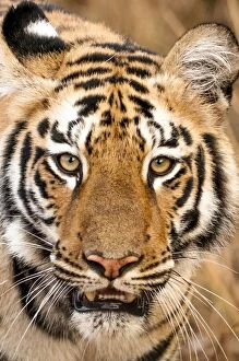 Images Dated 3rd February 2013: Tiger - close up of head