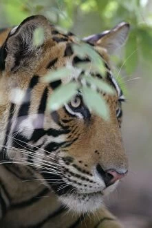 Tiger - close-up of face