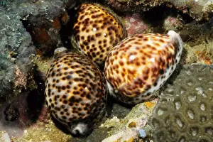 Cowries Prints: Tiger cowrie (Cypraea tigris). Andaman Sea, Myanmar