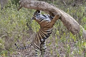 Tiger - cub sniffing tree - NB unsheathed claws - Sniffing scent mark and then adding own scent to spot