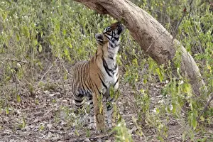Ranthambhore Prints: Tiger - cub sniffing tree - Sequence 1 of 4 - Sniffing scent mark and then adding own scent to spot