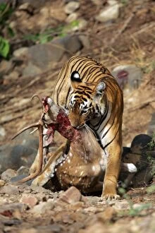 Tiger - Dragging Spotted Deer kill (Axis axis)
