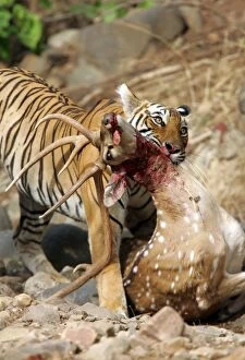 Images Dated 30th May 2006: Tiger - Dragging Spotted Deer kill (Axis axis)