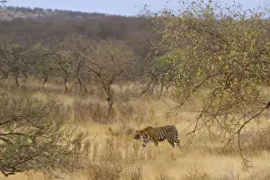 Ranthambhore Prints: Tiger in dry forest habitat - Ranthambhore National Park - Rajasthan - Dry season