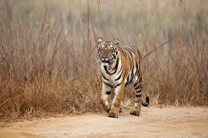 Images Dated 3rd February 2013: Tiger - on edge of road