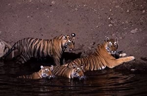Images Dated 23rd May 2005: Tiger family - Mother and three 15 month-old cubs Ranthambhore NP, Rajasthan, India
