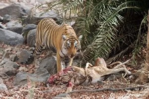 Images Dated 30th May 2006: Tiger - Feeding off Spotted Deer kill (Axis axis)