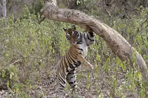 Ranthambhore Prints: Tiger - Female cub descending after sniffing and scent-marking a tree - Sequence 4 of 4 - Sniffing scent mark