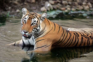 Images Dated 31st May 2006: Tiger - Female drinking in pool Ranthambhore NP, Rajasthan, India